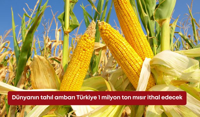Dünyanın tahıl ambarı Türkiye 1 milyon ton mısır ithal edecek