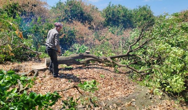 Hatay'da don afeti narenciye ağaçlarını kuruttu: Çiftçi ağaçları kesmeye başladı
