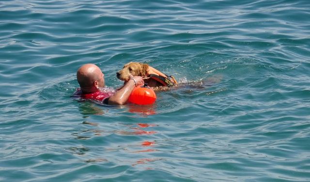 Türkiye’de bir ilk: Sualtı kurtarma köpeği Zeyna, görev için gün sayıyor