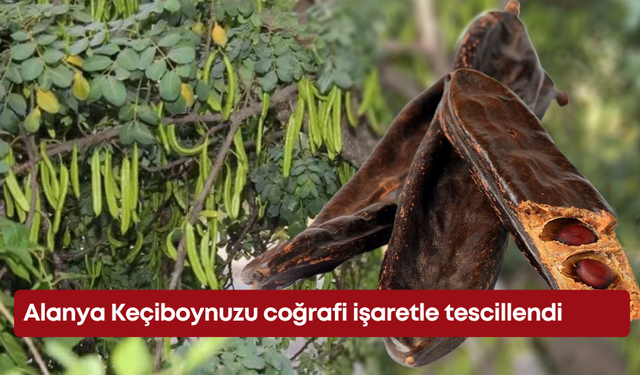 Alanya Keçiboynuzu coğrafi işaretle tescillendi