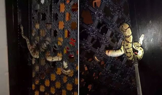 Antalya'da vatandaşları yılan korkusu sardı: Açıkta bırakılan süt...