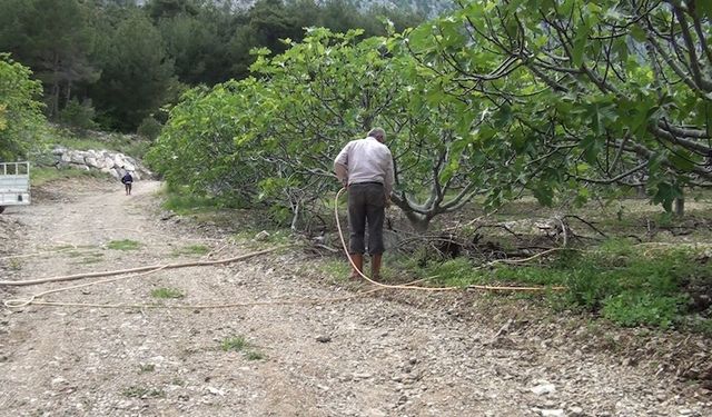 İbradı'da incir bahçeleri yeni sezona hazırlanıyor: Ürünlü'de yüksek rekolte beklentisi