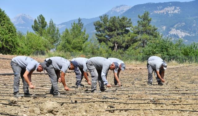 Antalya piyazının ana maddesi Çandır fasulyesi toprakla buluştu