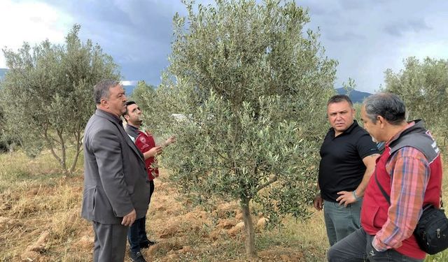 Menteşe'de dolu ve sağanak zeytin, buğday ve tütünü vurdu