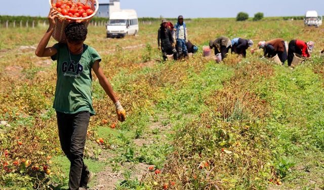 Domatesin yüzüne bakan yok: Dip fiyatı gördü