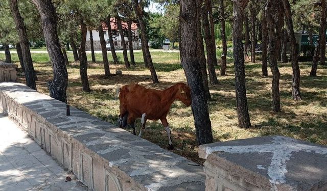 Konya'da vatandaşlar, keçileri kaçırdı!