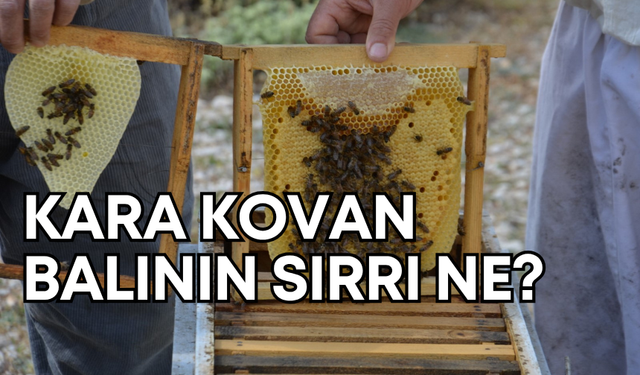 Antalya’da kara kovanlar yaylaya çıktı: 50 yıllık arıcı, kara kovan balının sırrını anlattı