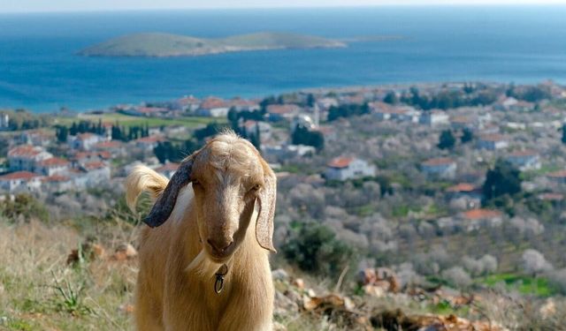 Kurban Bayramı öncesi Muğla'da uygulanan karantina kaldırıldı