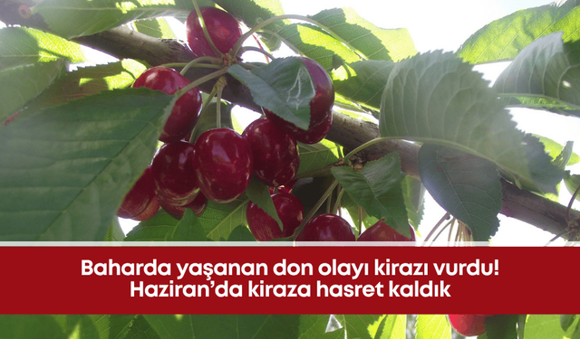 Baharda yaşanan don olayı kirazı vurdu! Haziran’da kiraza hasret kaldık