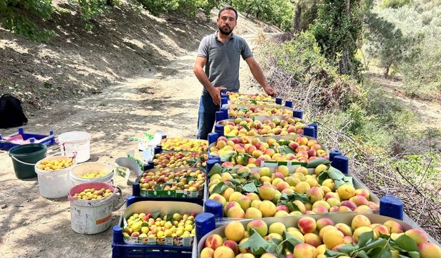 Hatay Arsuz'da kayısı hasadı başladı, fiyatlar artıyor