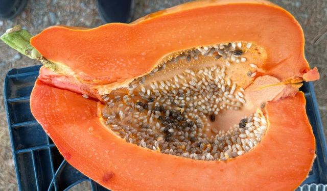 Alanya'dan papaya hasadı: Zincir marketler sıraya girdi