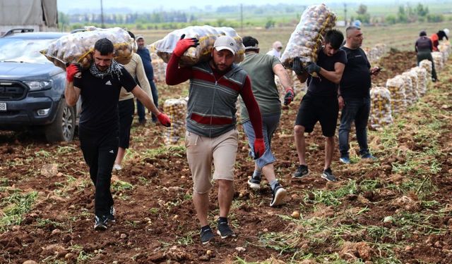 Tarım üreticilerine çağrı! Patates Siğili Desteği hesaplara aktarılıyor
