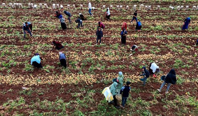 Niğdeli işçiler bir ayda 90-100 bin lira kazanıyor