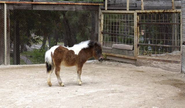 Midilli 'Şeker' Antalya Doğal Yaşam Parkı’nda ziyaretçilerini bekliyor