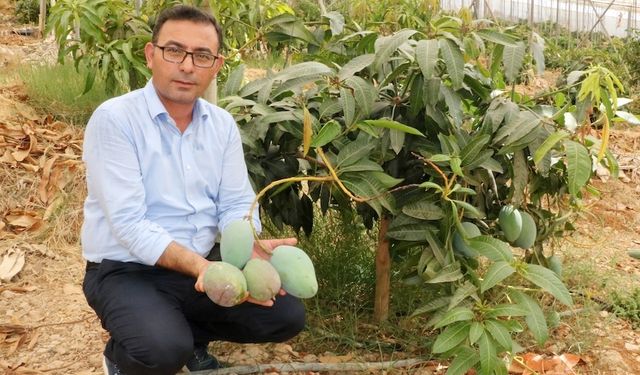 Alanya'da yerli mango hasadı başladı