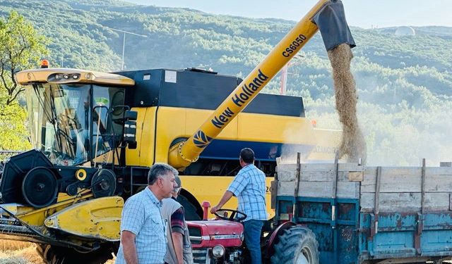 Menteşe'de buğday hasadı: 7 bin ton rekolte bekleniyor