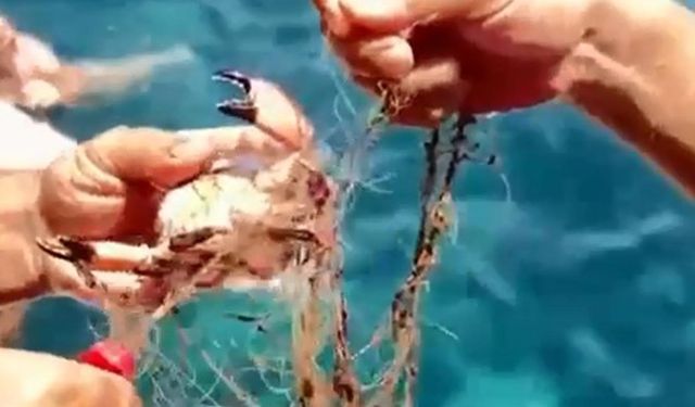 Alanya'da ağa takılan yengeçlere şefkat eli