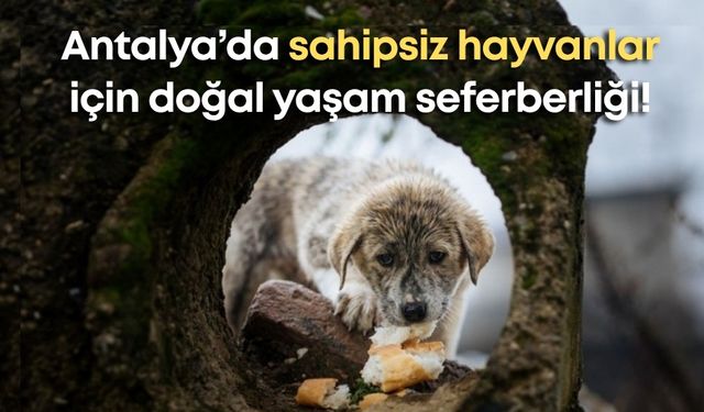 Antalya’da sahipsiz hayvanlar için doğal yaşam seferberliği!