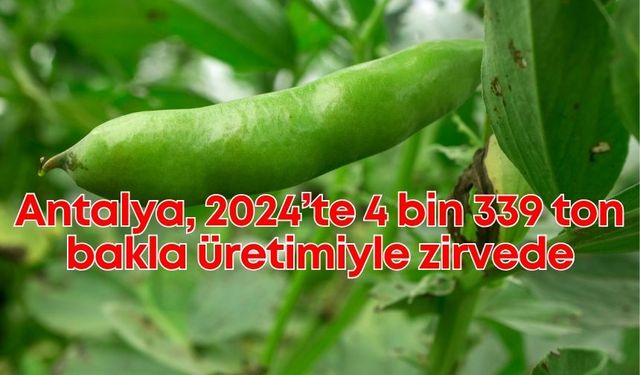 Antalya, 2024’te 4 bin 339 ton bakla üretimiyle zirvede
