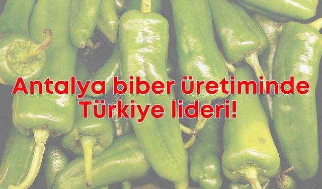 Antalya biber üretiminde Türkiye lideri