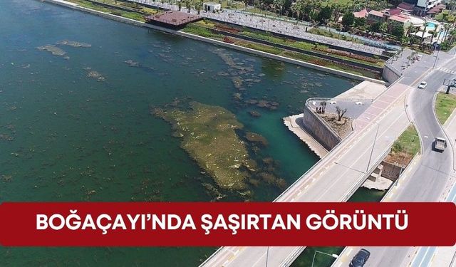 Boğaçayı’nda şaşırtan görüntü!