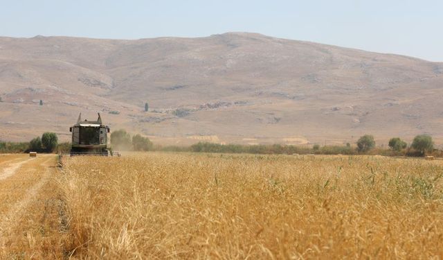 Antalya’nın en büyük yaylası Yeşiloba'da buğday hasadı başladı