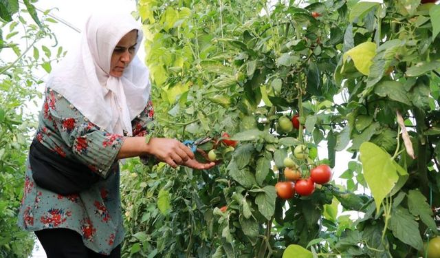Konya’da çiftçilerin tek umudu domates