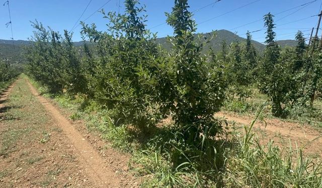 Isparta'da susuzluk elmayı vuruyor, ihracat tehlikede