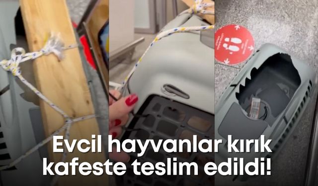 Uçuş sonrası şok: Evcil hayvanlar kırık kafeste teslim edildi!