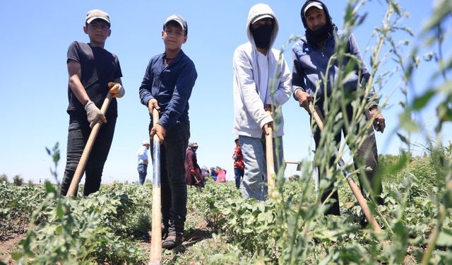 Tarım işçilerinin zorlu mesaisi: Sıcaklık 40 dereceyi geçti