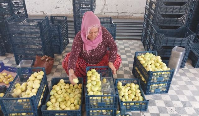 Mersin'de beyaz altının kilosu 150 lira