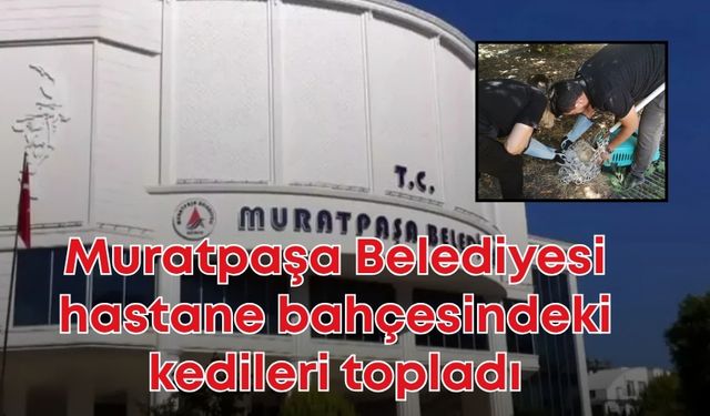 Muratpaşa Belediyesi hastane bahçesindeki kedileri topladı