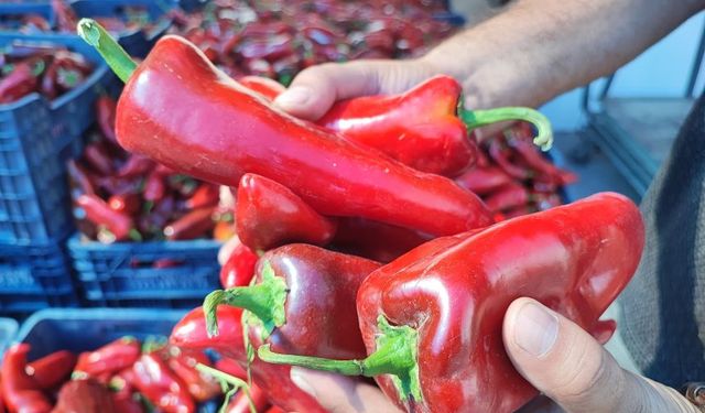 Salçalık biber tezgahlarda yerini almaya başladı