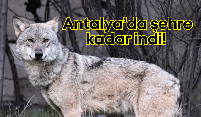 Antalya’da gördüklerine inanmakta zorlandılar: Gündüz vakti koyun ağıllarına kadar geldi!