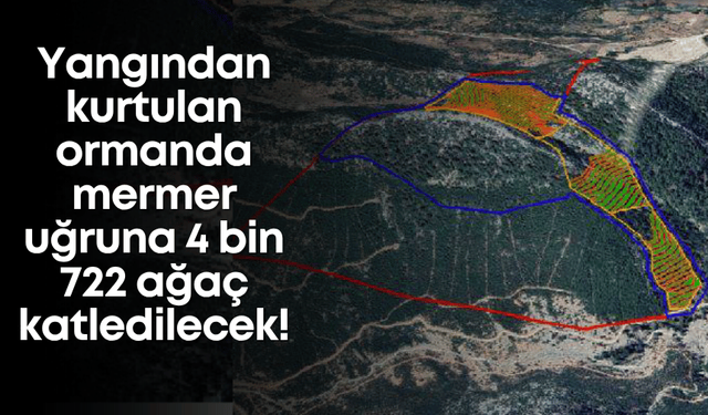 Yangından kurtulan ormanda mermer uğruna 4 bin 722 ağaç katledilecek!