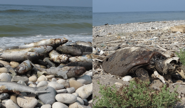 Mersin'de binlerce balık ve 2 deniz kaplumbağası ölü bulundu!