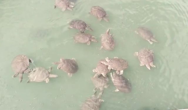 Antalya'da saldırgan Nil Kaplumbağası istilası: Bol miktarda zararlı bakteri bırakıyor