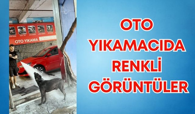 Antalya’da oto yıkamacıda renkli görüntüler: Sıcaktan bunalan köpeği böyle serinlettiler