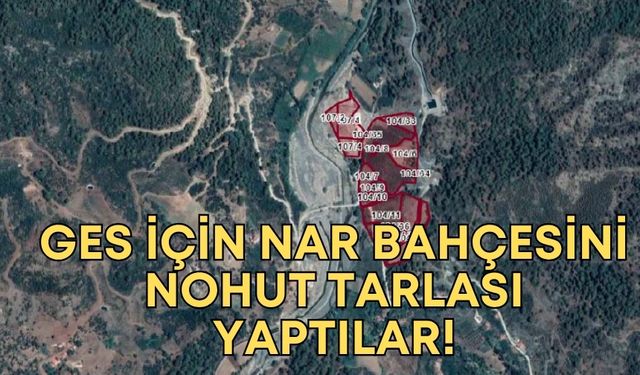 Antalya'da GES için nar bahçesini nohut tarlası yaptılar!
