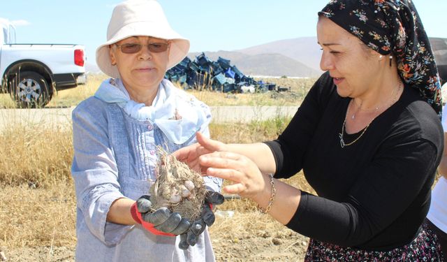 Elmalı’da safran soğanı hasadı başladı