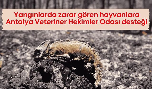 Antalya Veteriner Hekimler Odası'ndan yangınzede hayvanlara ücretsiz tedavi