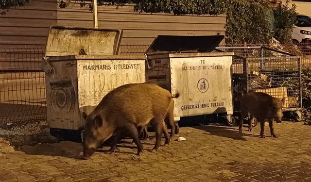 Turizmin kalbi Marmaris’de yaban domuzu sorunu: “Kuduz riski taşıyor”