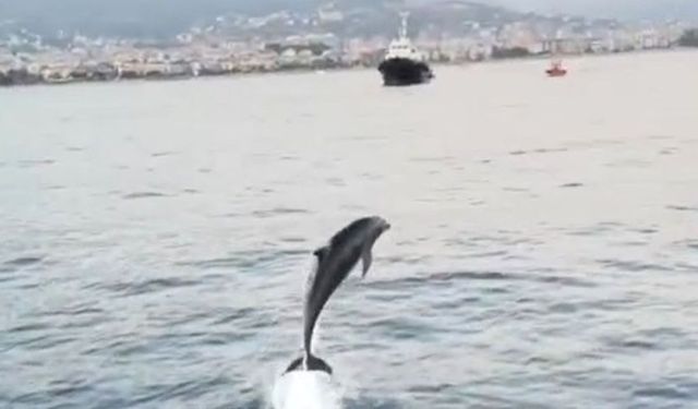 Antalya’da yunuslar eşliğinde tekne turu