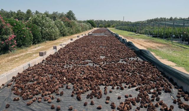 Muğla'da yanan ormanlar için 5 milyon adet fidan umudu