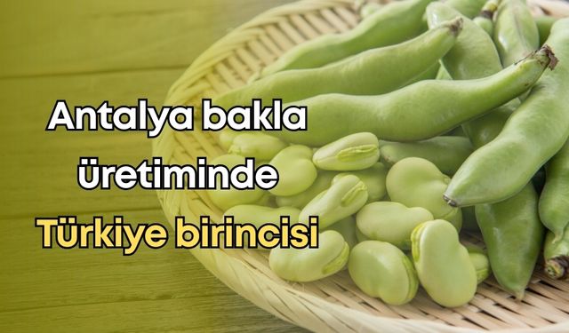Antalya bakla üretiminde Türkiye birincisi