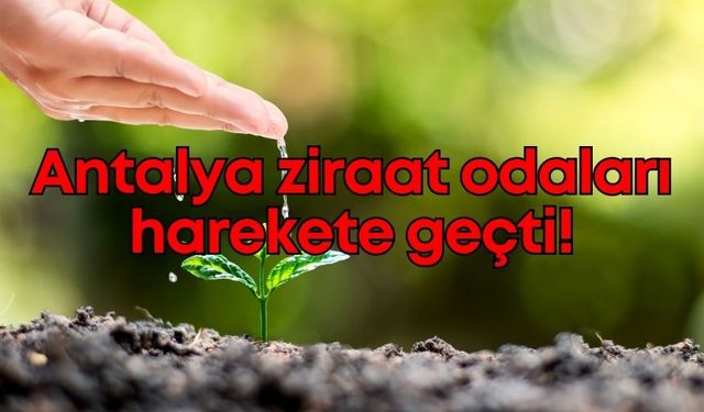 Fide fiyatları çiftçiyi zorluyor: Antalya ziraat odaları harekete geçti!