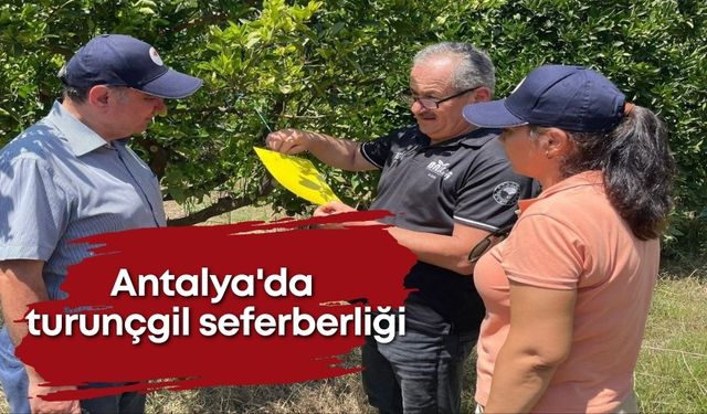 Antalya'da turunçgil seferberliği