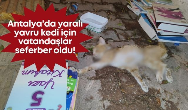 Antalya'da yaralı yavru kedi için vatandaşlar seferber oldu!