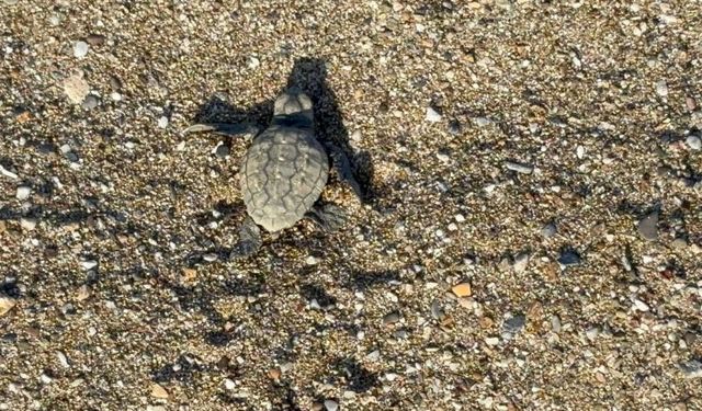 Gazipaşa'da Caretta Caretta yavrularının zorlu deniz yolculuğu başladı