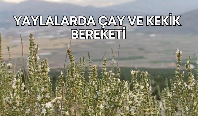 Antalya yaylalarında çay ve kekik bereketi!